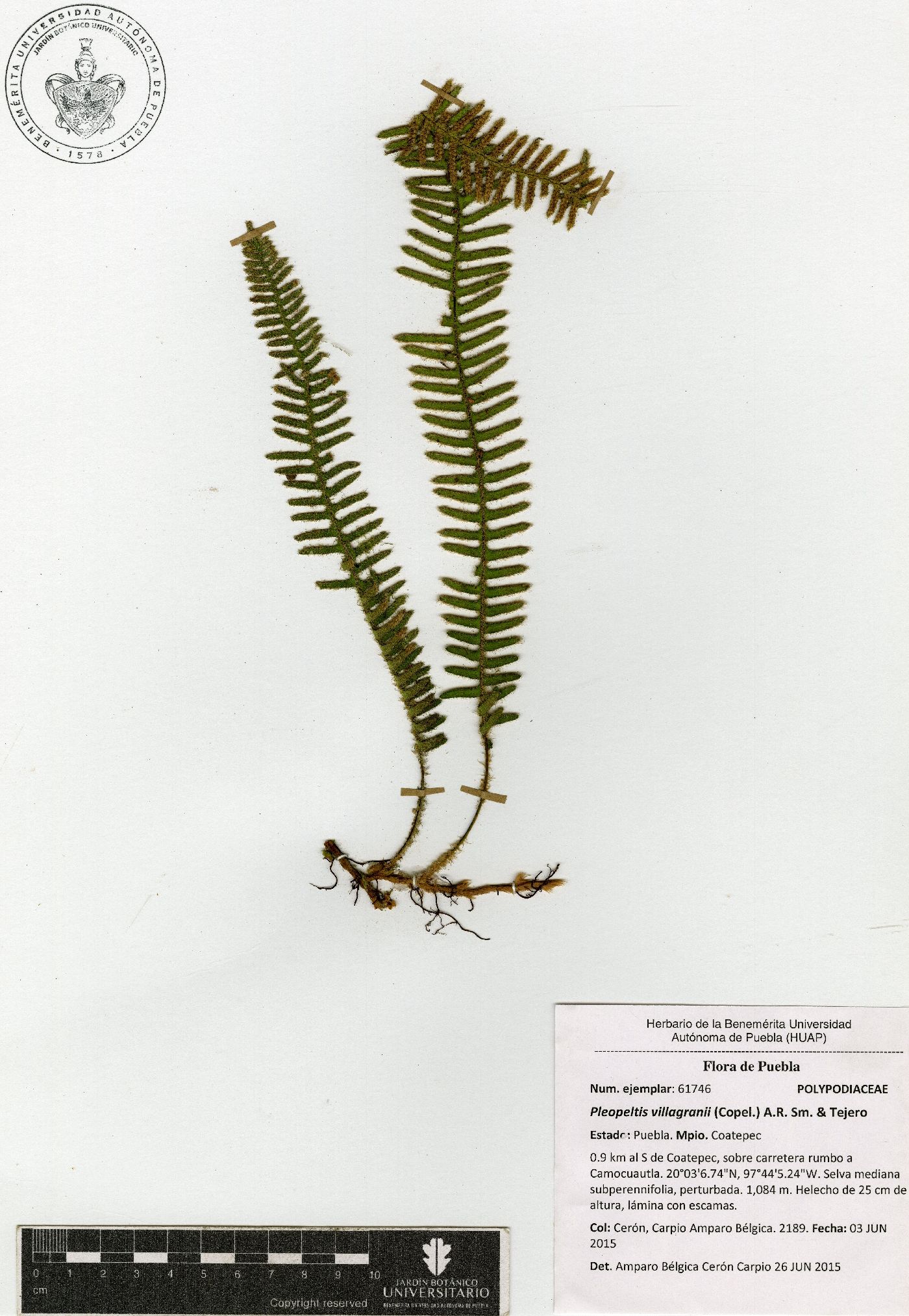 Pleopeltis villagranii image