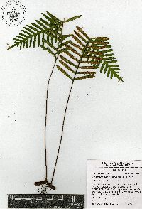 Pleopeltis madrensis image
