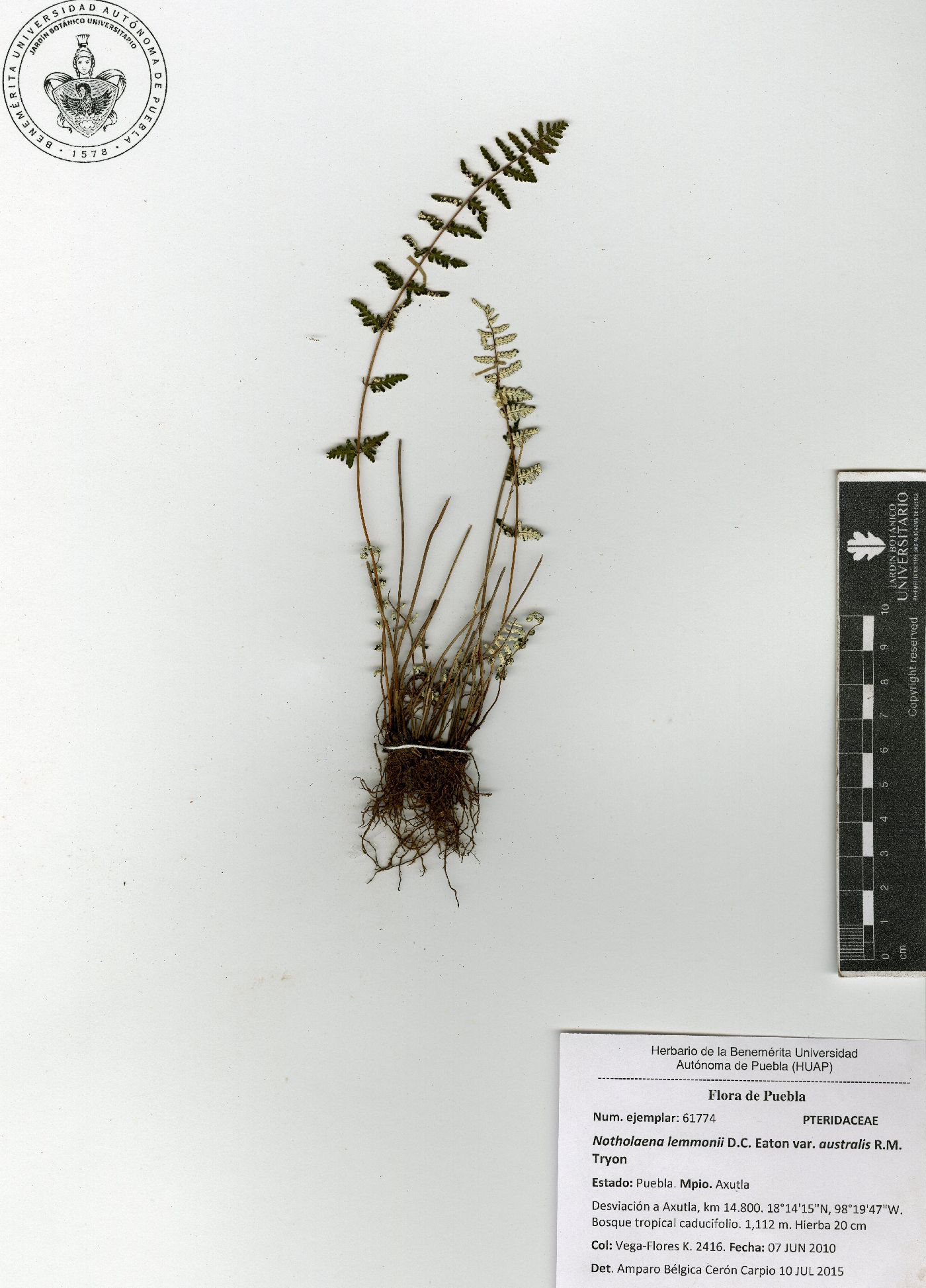 Notholaena lemmonii var. australis image