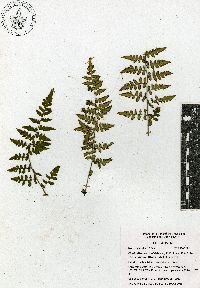 Cheilanthes lozanoi var. seemannii image