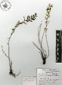 Notholaena lemmonii var. australis image