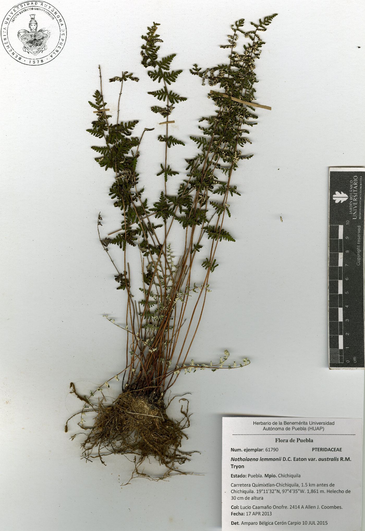 Notholaena lemmonii var. australis image