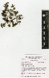 Azolla filiculoides image