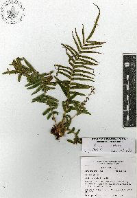 Pteris vittata image