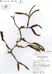 Prosthechea pseudopygmaea image