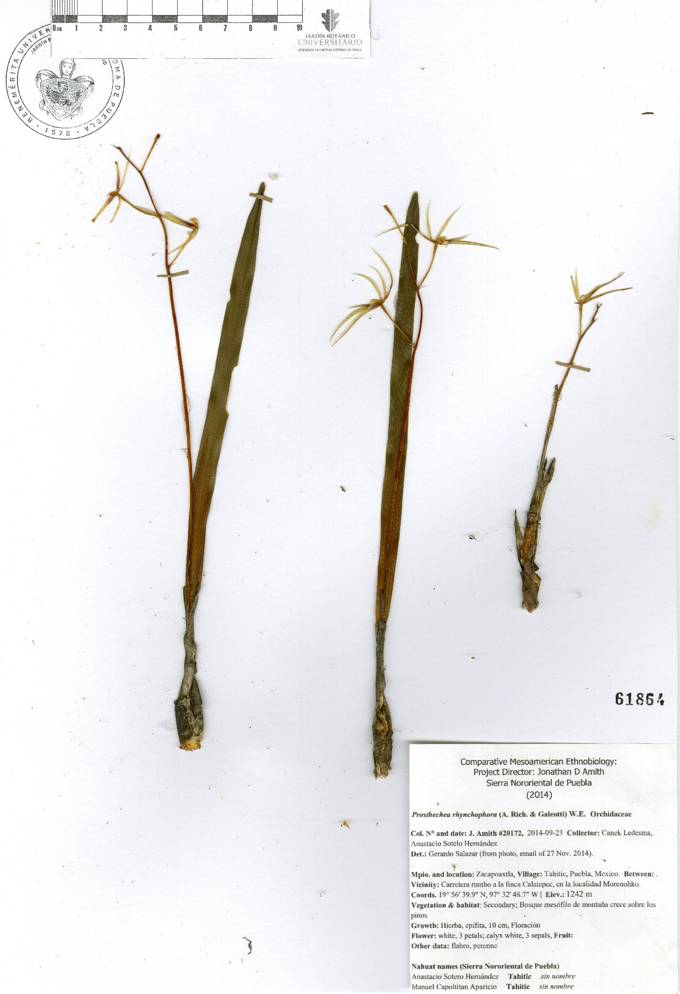 Prosthechea rhynchophora image