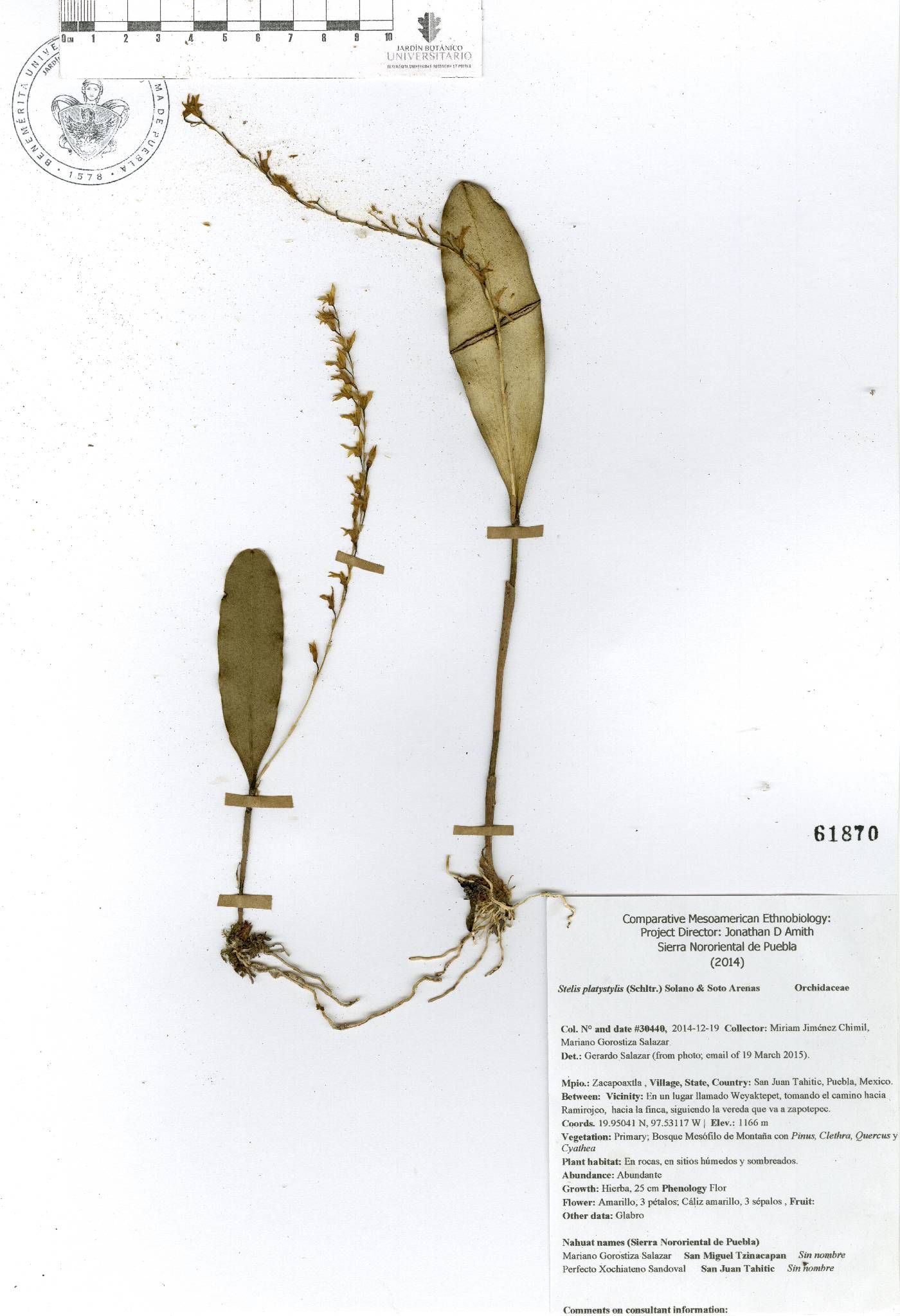 Stelis platystylis image