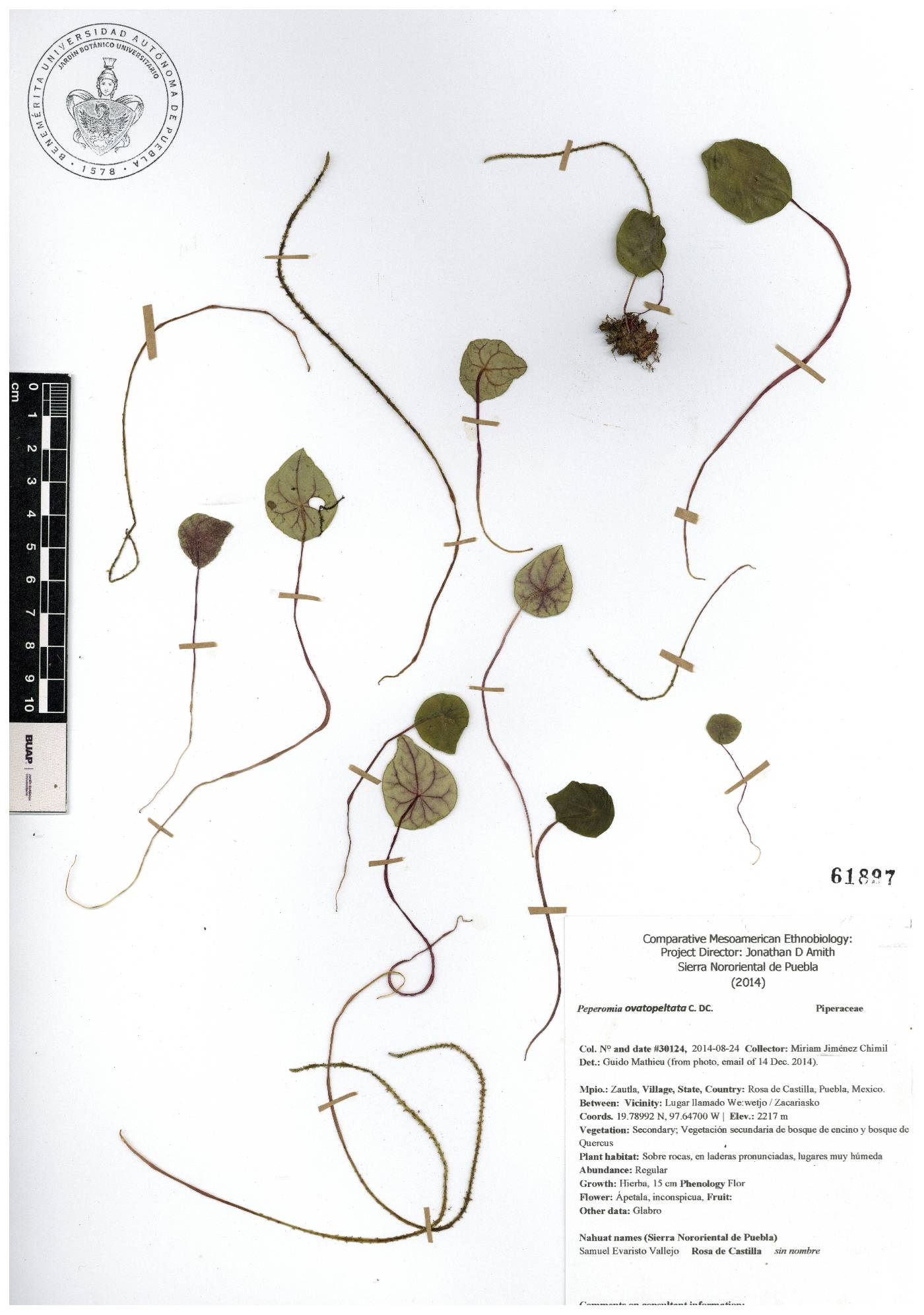 Peperomia ovatopeltata image