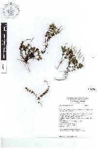 Peperomia hoffmannii image