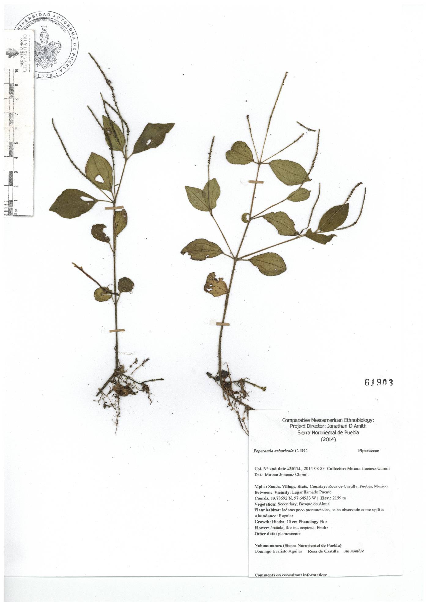 Peperomia arboricola image