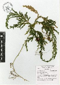 Selaginella stellata image