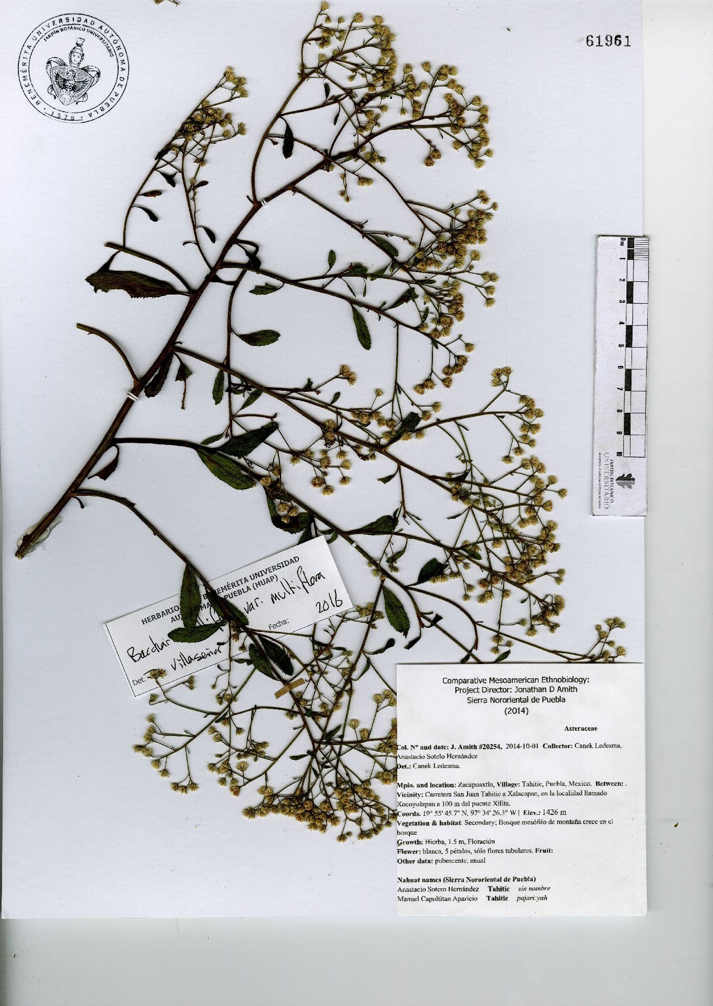 Baccharis multiflora var. multiflora image