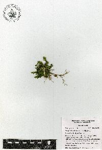 Selaginella pallescens image