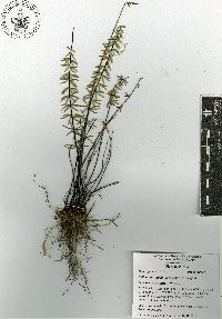 Pellaea ternifolia image