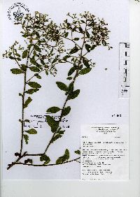 Baccharis multiflora image