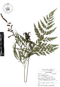 Anemia adiantifolia image