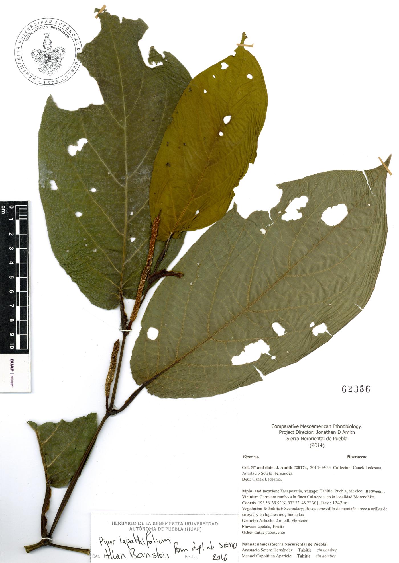 Sabicea mexicana image