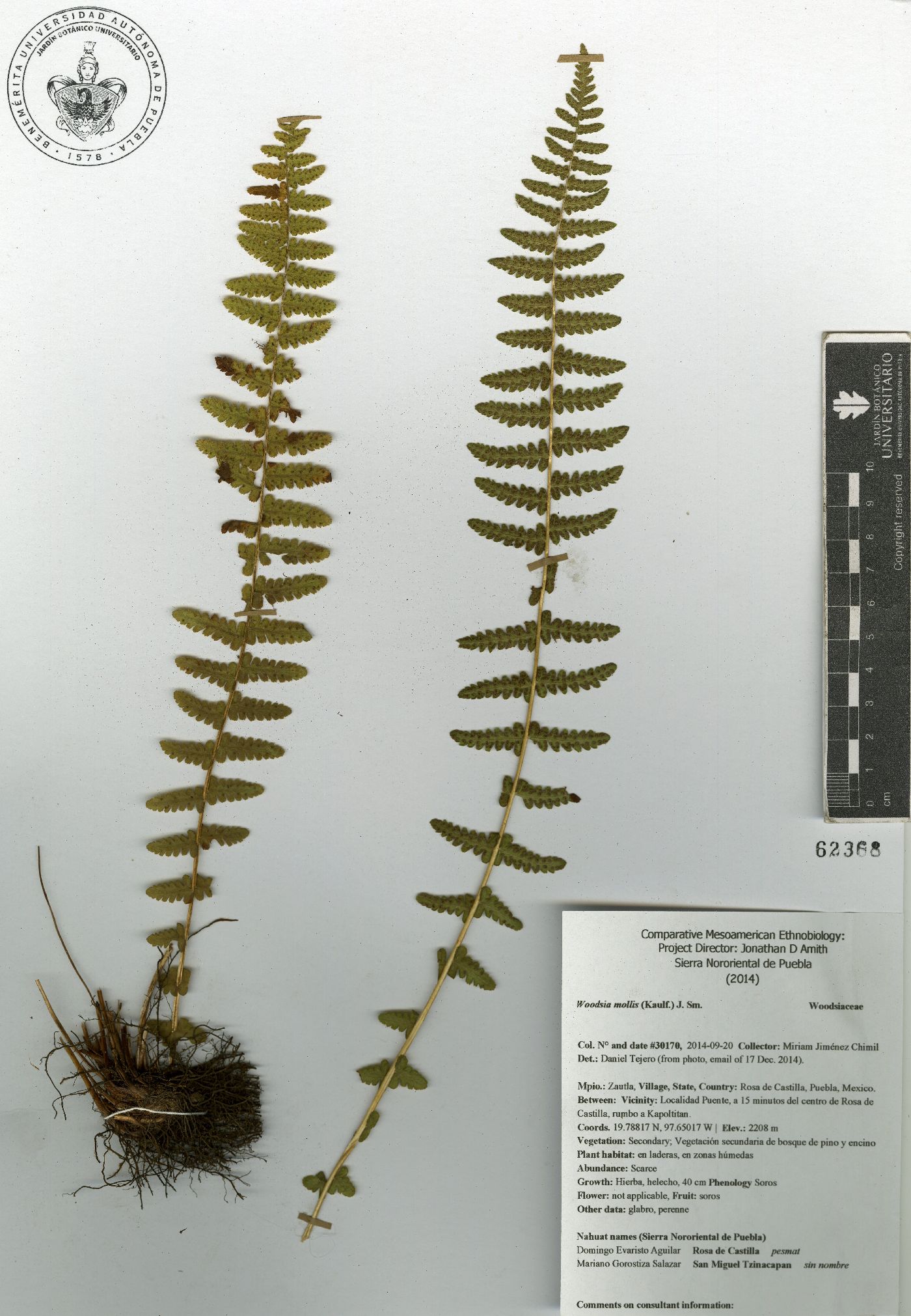 Woodsia mollis image