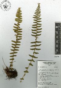 Woodsia mollis image