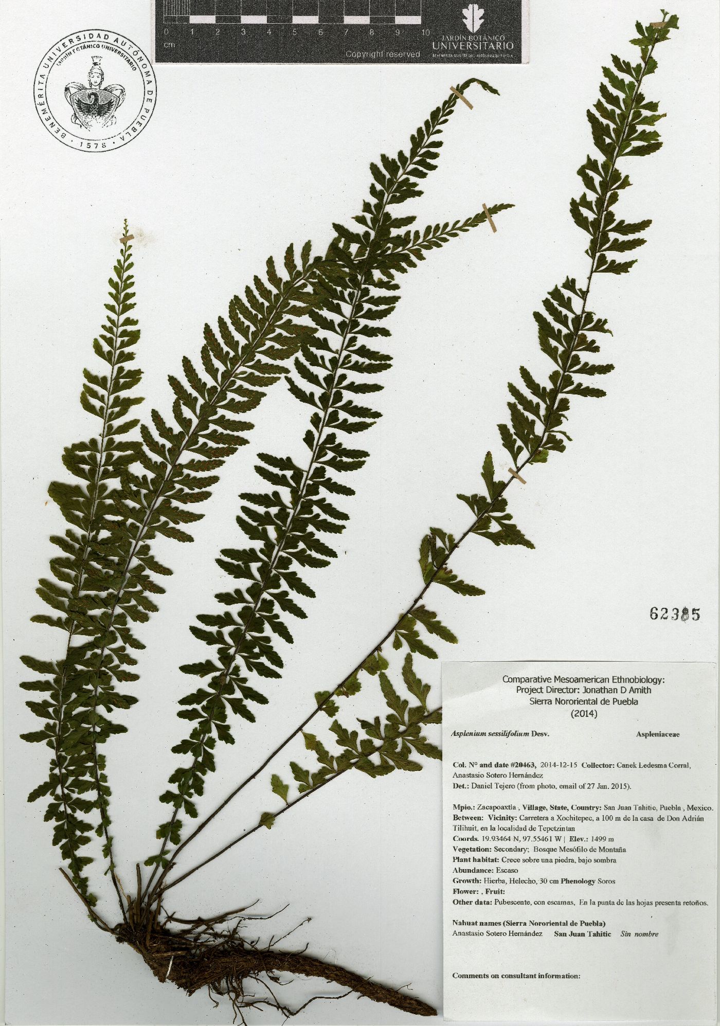 Asplenium sessilifolium image