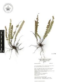 Asplenium monanthes image