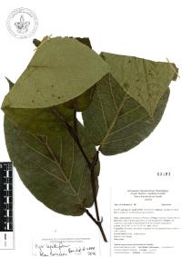 Piper lapathifolium image