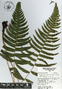 Blechnum appendiculatum image