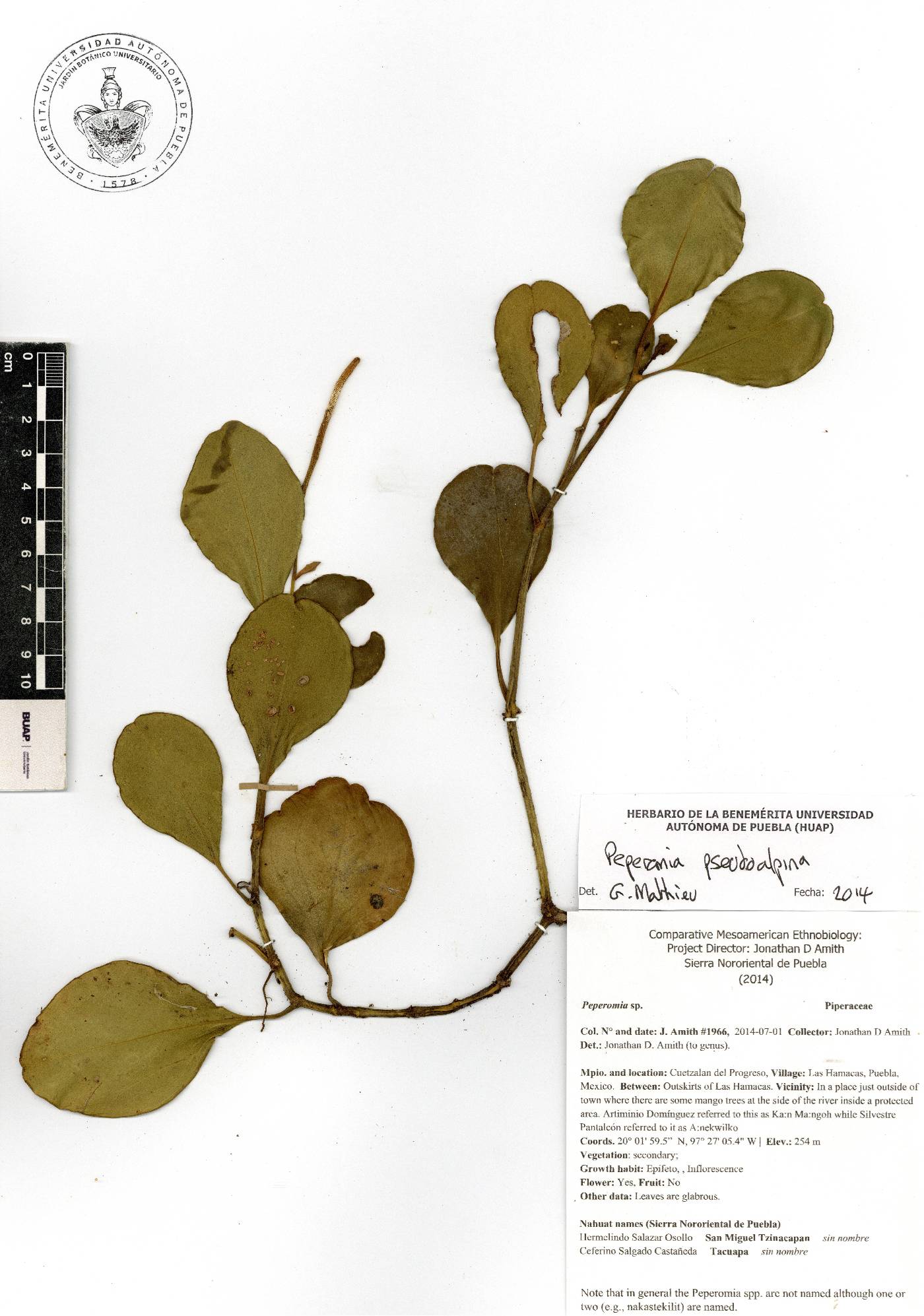 Peperomia pseudoalpina image