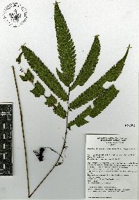 Goniopteris paucipinnata image