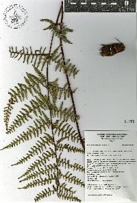 Pityrogramma calomelanos image