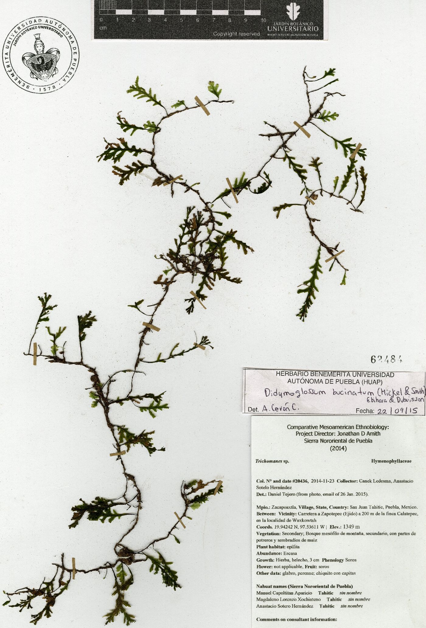 Didymoglossum bucinatum image