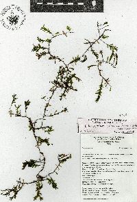 Image of Didymoglossum bucinatum