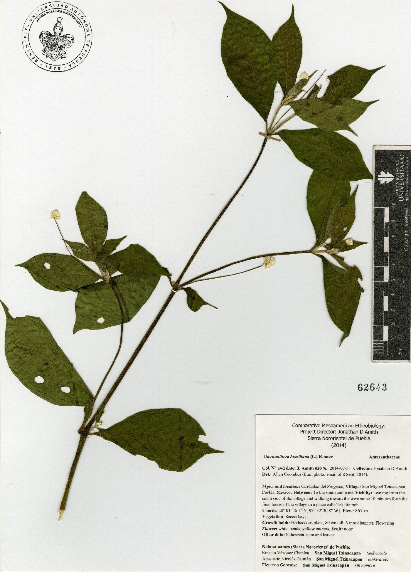 Alternanthera lanceolata image
