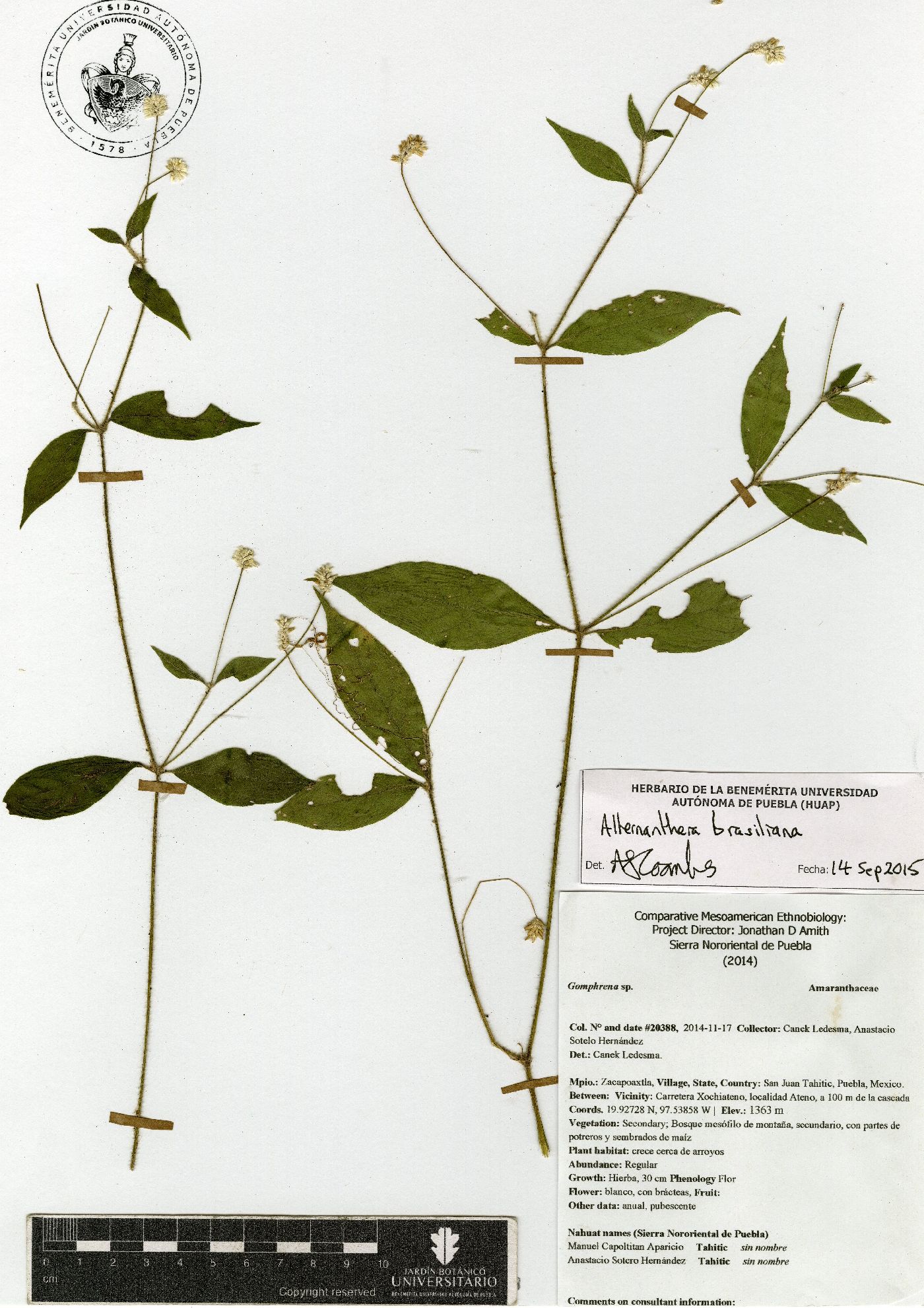 Alternanthera lanceolata image