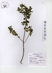 Baccharis conferta image