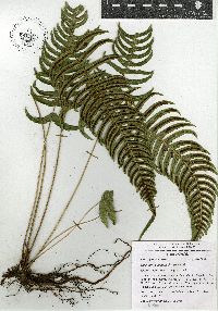 Blechnum appendiculatum image