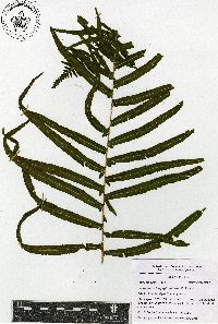 Pecluma longepinnulata image