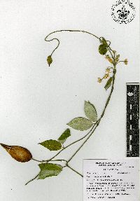 Funastrum pannosum image
