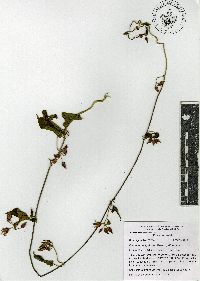 Cynanchum ligulatum image