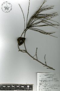 Cascabela pinifolia image