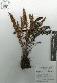 Myriopteris myriophylla image