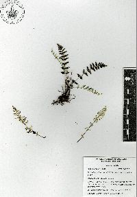 Notholaena lemmonii var. australis image