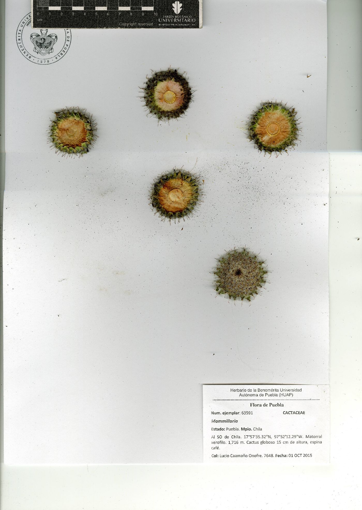 Mammillaria haageana image