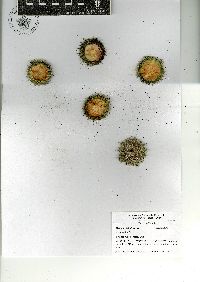 Mammillaria haageana image