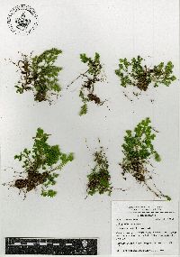 Selaginella silvestris image