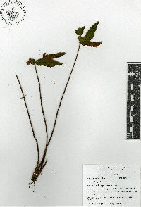 Hemionitis palmata image