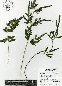 Pteris ensiformis image