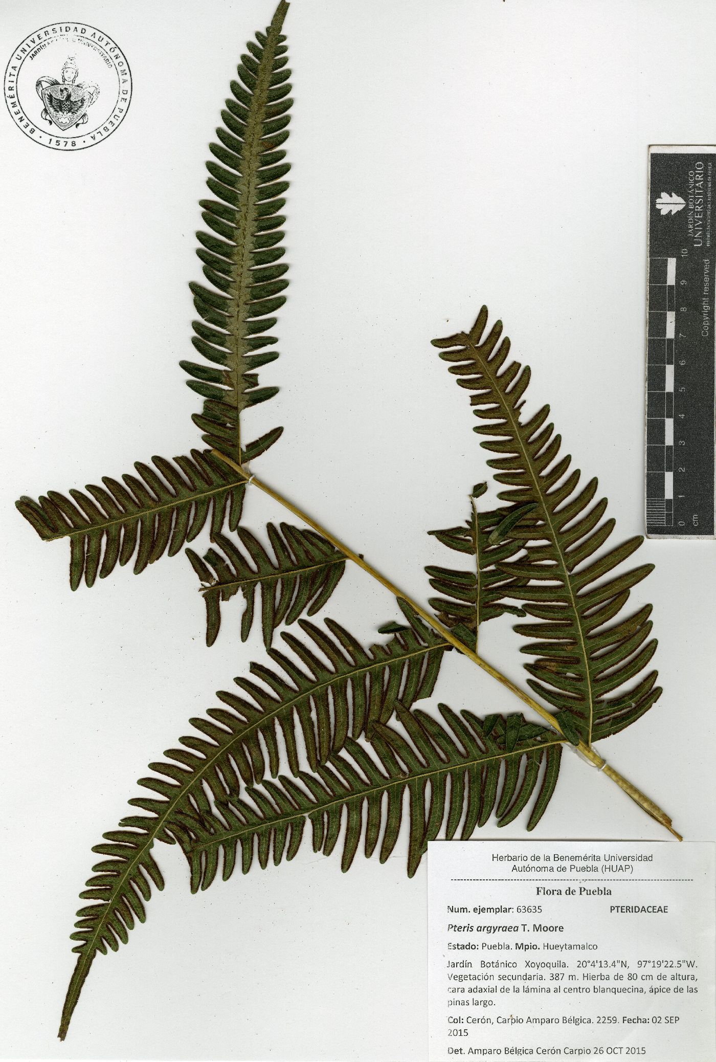 Pteris argyraea image