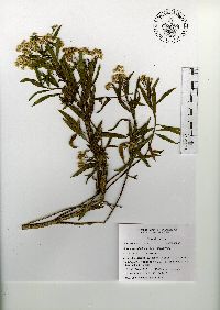 Baccharis salicifolia image