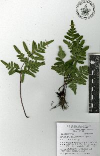 Cheiloplecton rigidum var. rigidum image